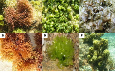 7 Abundance Diversity of Seaweed in Indonesia