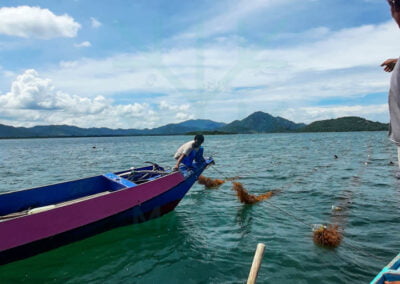 About cottonii farm 2