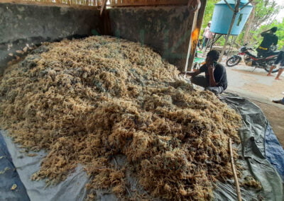 kappaphycus alvarezii seaweed