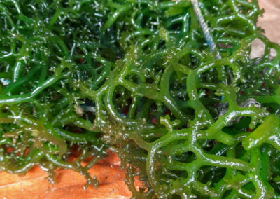 About eucheuma cottonii 1 1