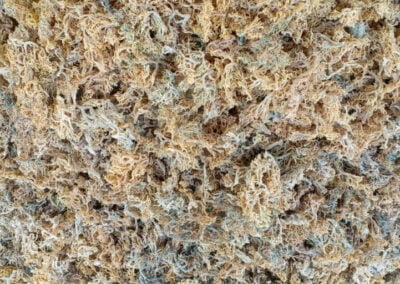 kappaphycus alvarezii indonesia