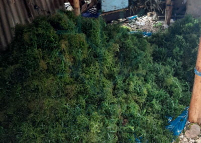 About eucheuma cottonii 12