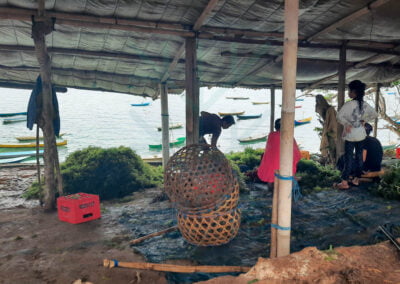 About eucheuma cottonii 13