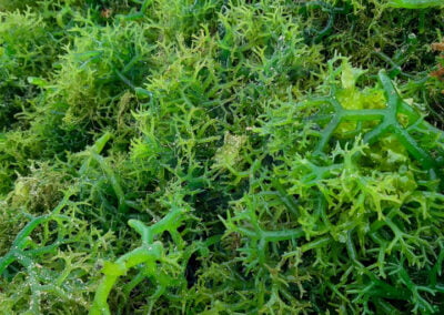 About eucheuma cottonii 14