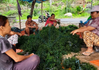 About eucheuma cottonii 2 1