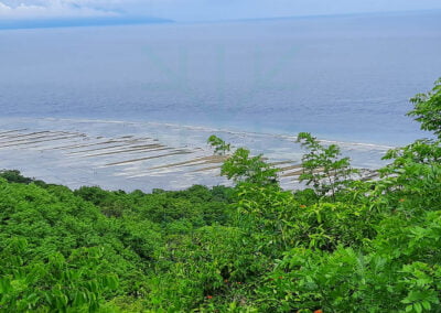 About eucheuma cottonii 22