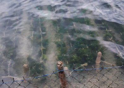 About eucheuma cottonii 3