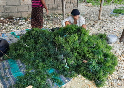 About eucheuma cottonii 4