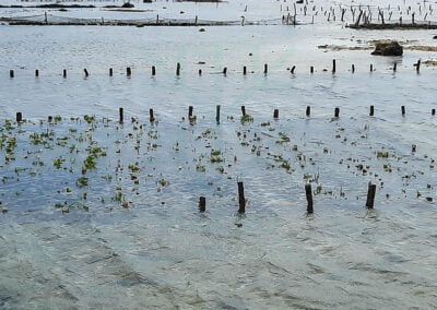 About eucheuma cottonii 7