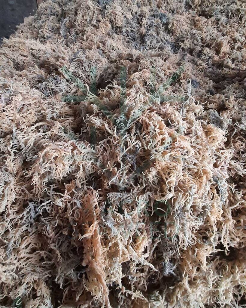 Eucheuma Cottonii Eucheuma Cottonii