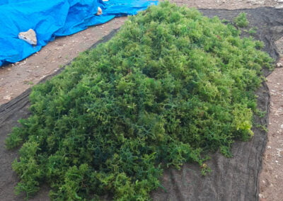 About eucheuma cottonii 9