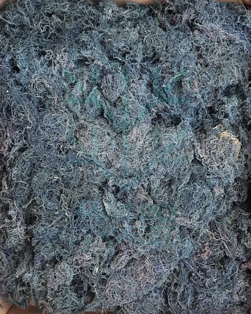 Gracilaria Gracilaria