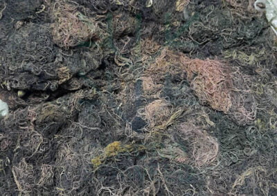 gracilaria indonesia