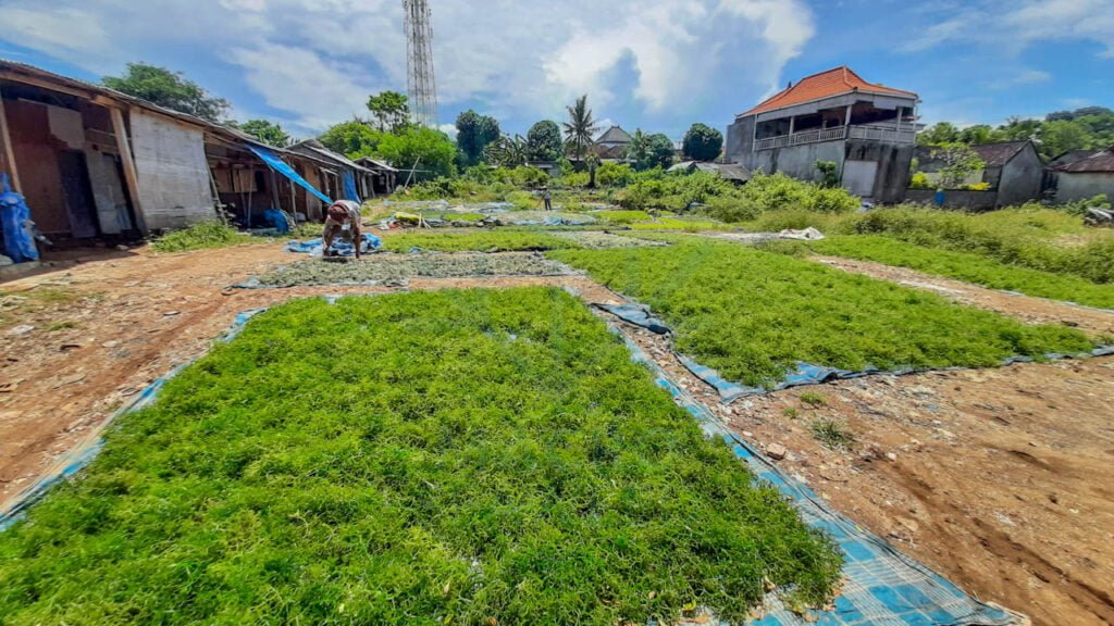 Spinosum Seaweed in Indonesia: Exploring a Nutrient-Rich Marine Gem ...