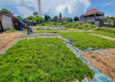 About indonesia seaweed news