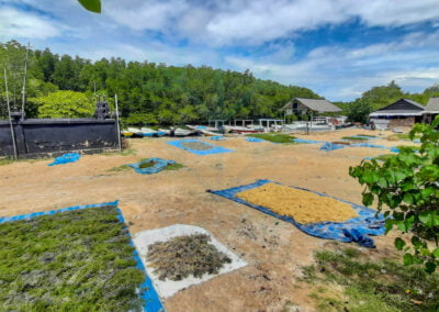 About kappaphycus alvarezii 12