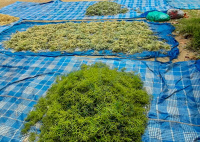 About kappaphycus alvarezii 13