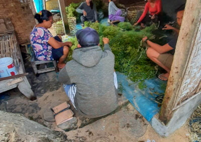 About kappaphycus alvarezii 14