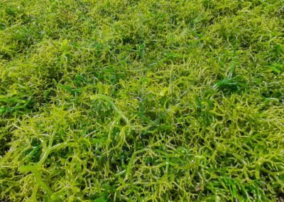 About kappaphycus alvarezii 2 1