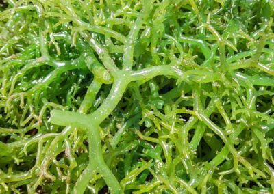 About kappaphycus alvarezii 3