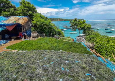 About kappaphycus alvarezii 4