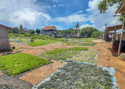 About Commercial Seaweeds Market