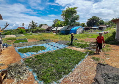 About kappaphycus alvarezii 7