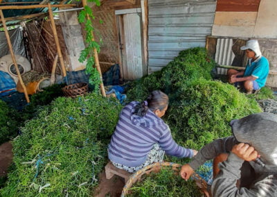 kappaphycus alvarezii