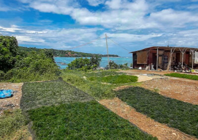 kappaphycus alvarezii supplier