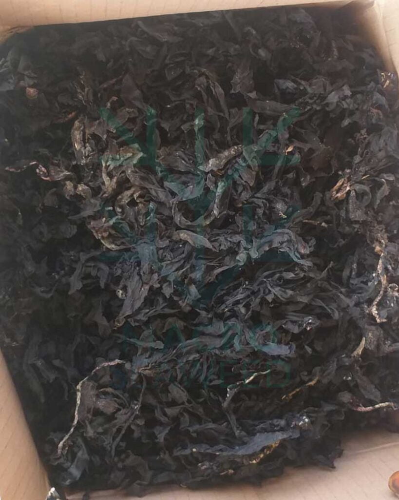 Sargassum Sargassum