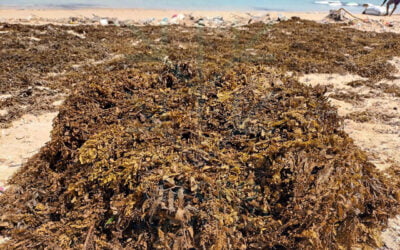 MACRO SEAWEED Sargassum Seaweed Industries, Uses, and Possibilities