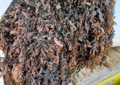 Sargassum sargassum indonesia