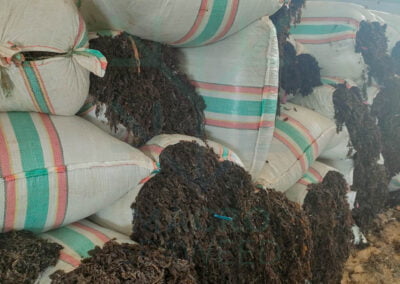 Sargassum sargassum supplier
