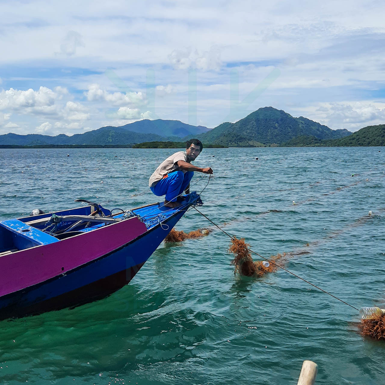 seaweed farming in indonesia seaweed farming ocean forecast