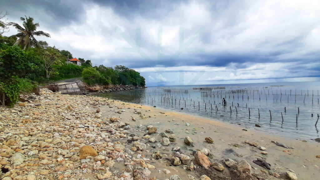 seaweed farming investment seaweed farming investment