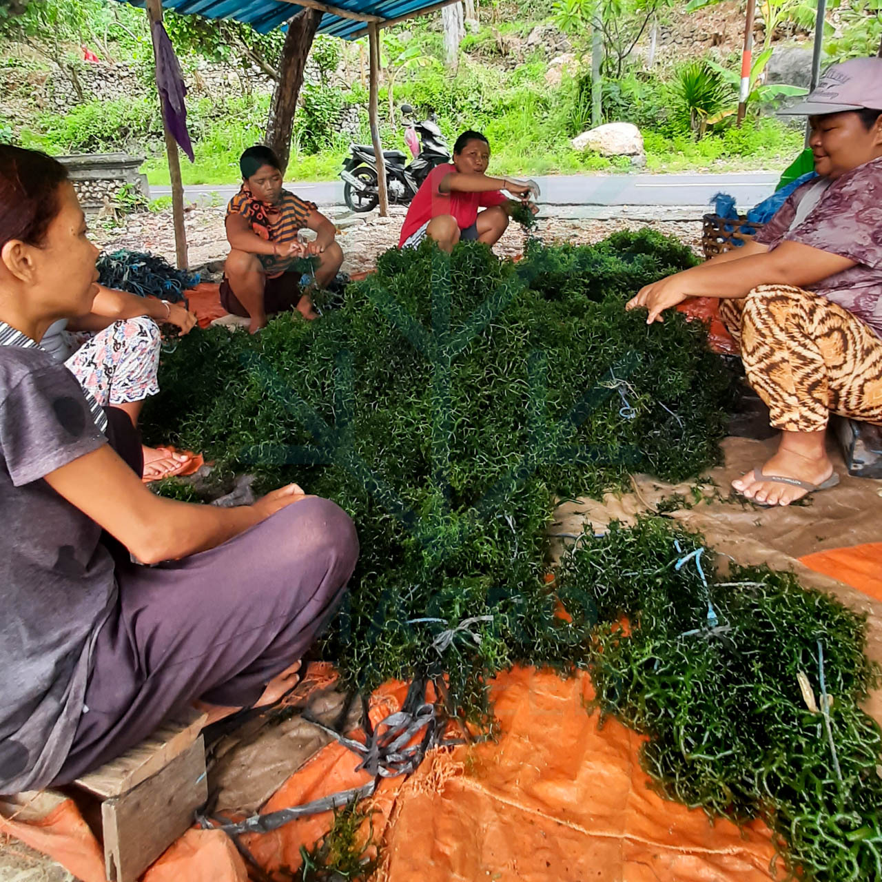 seaweed sustainability seaweed sustainability