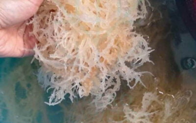 MACRO SEAWEED Exploring the Wonders of Eucheuma Spinosum Seaweed