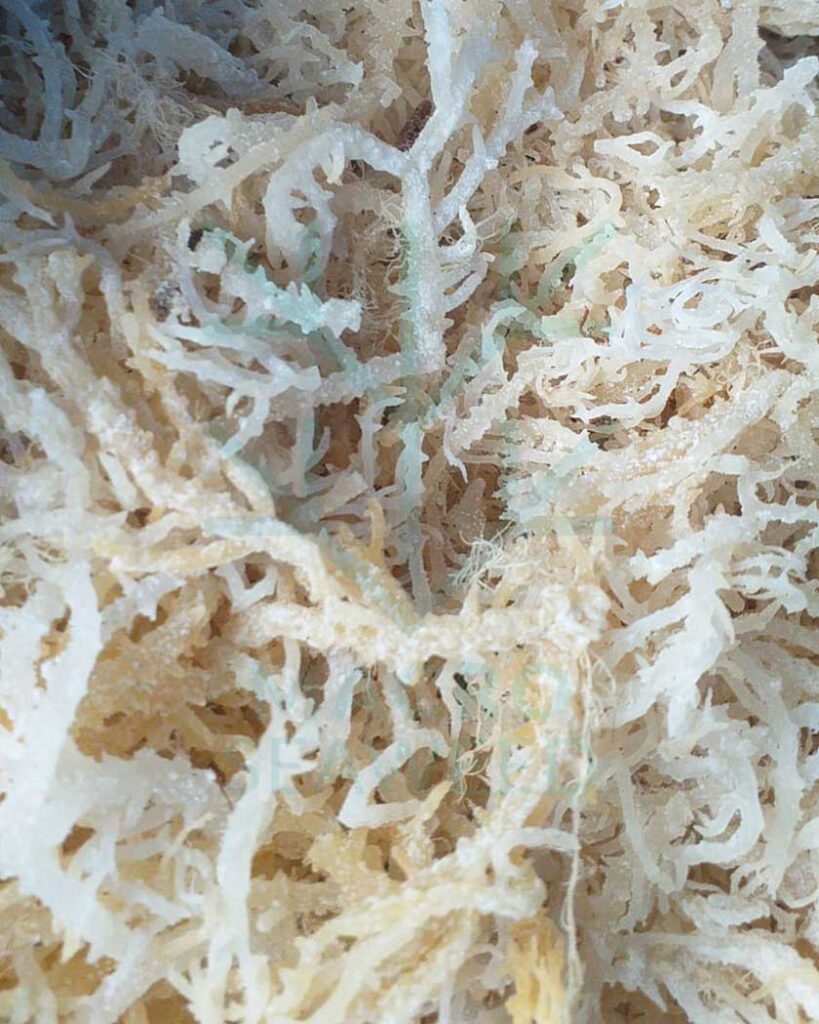 Eucheuma Spinosum Eucheuma Spinosum
