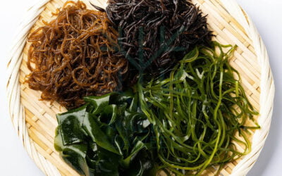 MACRO SEAWEED Discover the Widely Traded Types of Seaweed in the World