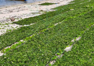 Ulva ulva lactuca indonesia