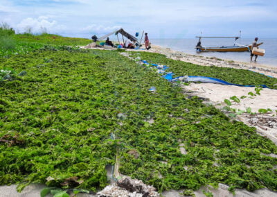 Ulva ulva seaweed indonesia