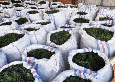 Ulva ulva seaweed indonesia