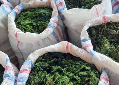 About ulva lactuca 2