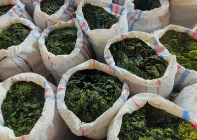 Ulva ulva lactuca supplier