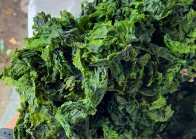 About ulva lactuca 4 1