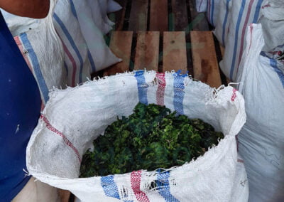 About ulva lactuca 4