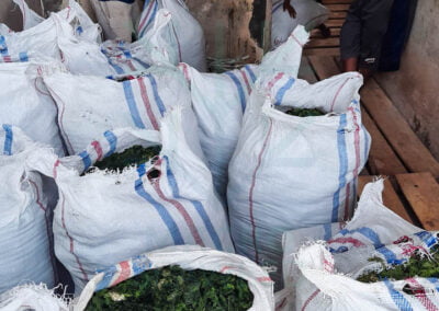 Ulva ulva seaweed supplier