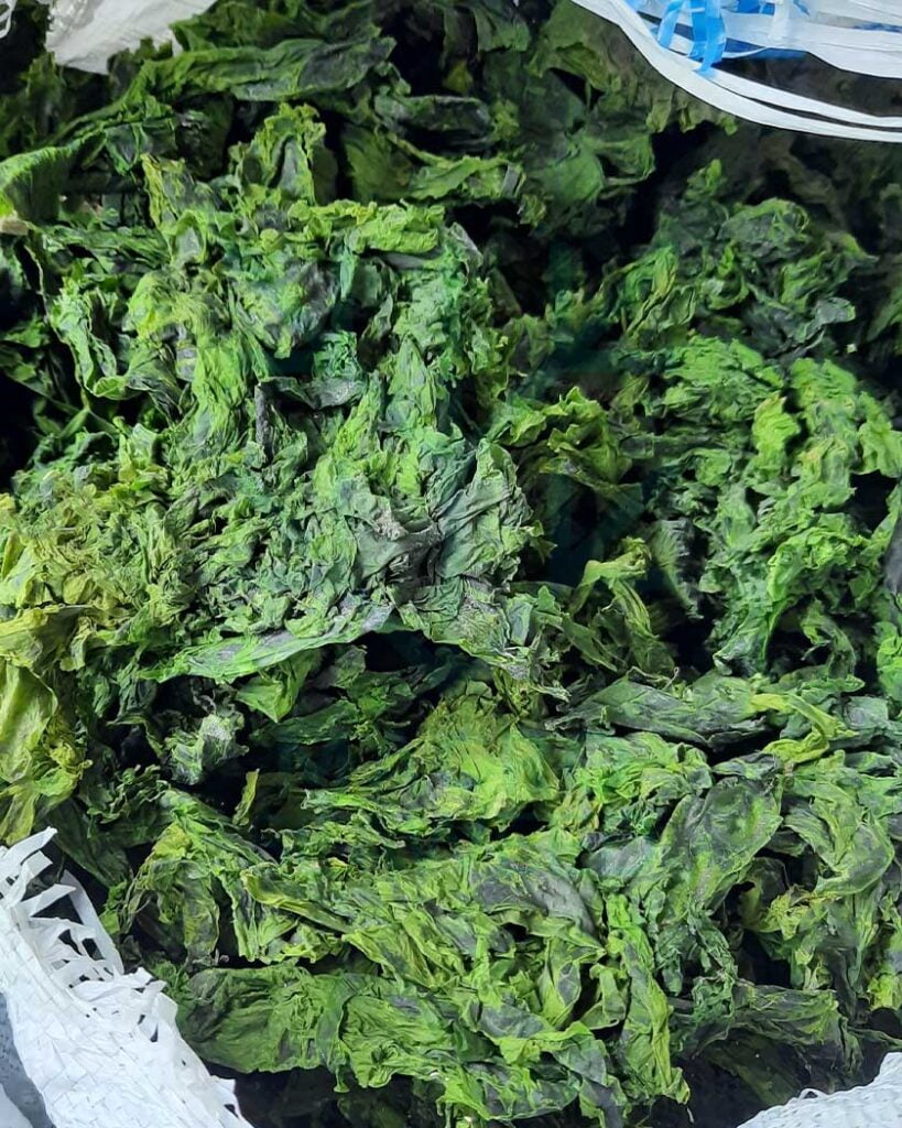 Ulva Lactuca Ulva Lactuca